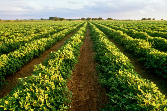 Rows of groundnut crops in field in Gujarat, India
