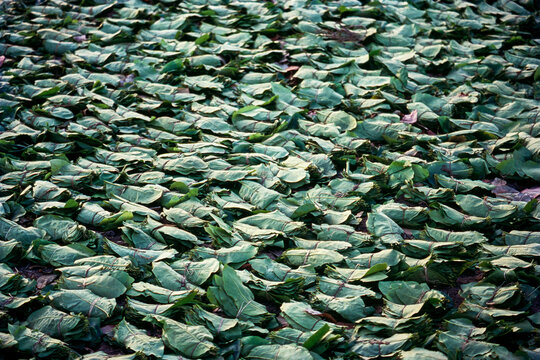 Tendu leaves bundled and dried to sell for rolling beedis, Maharashtra, India