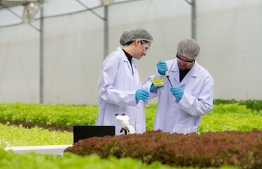 Scientists are conducting research and development on the cultivation of organic vegetables in a...