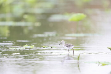 Black-winged Stilt (Himantopus himantopus) family in Japan