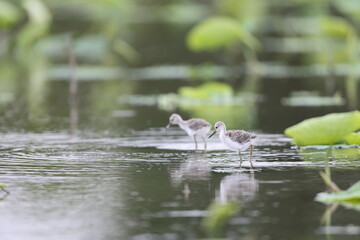 Black-winged Stilt (Himantopus himantopus) family in Japan