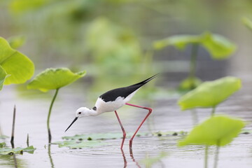 Black-winged Stilt (Himantopus himantopus) family in Japan