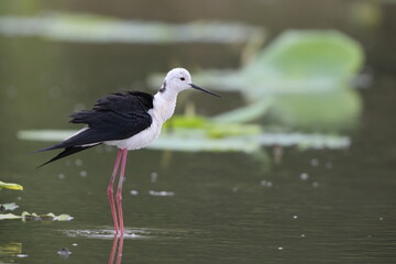 Black-winged Stilt (Himantopus himantopus) family in Japan