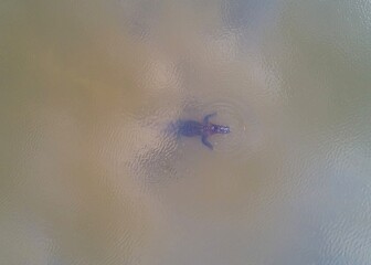 Aerial view of an adult American Alligator