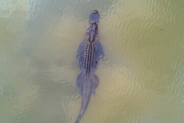 Aerial view of an adult American Alligator