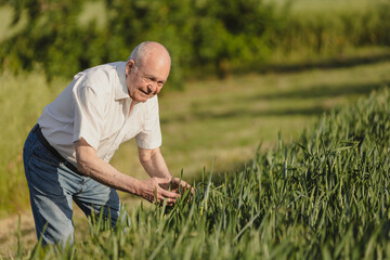Fototapeta premium old man's hands touch the wheat in the field