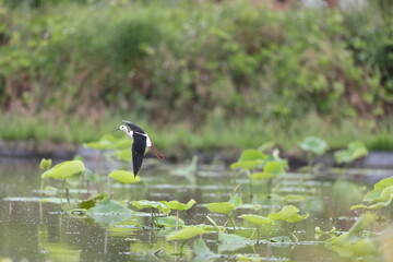 Black-winged Stilt (Himantopus himantopus) family in Japan