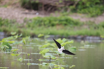 Black-winged Stilt (Himantopus himantopus) family in Japan