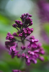 Close up of beautiful purple lilac flowers blooming in spring.