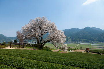 佐賀県　嬉野市　百年桜　桜　春　茶畑　日本の風景