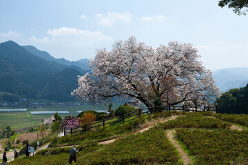佐賀県　嬉野市　百年桜　桜　春　茶畑　日本の風景