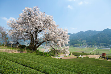 佐賀県　嬉野市　百年桜　桜　春　茶畑　日本の風景