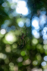 spider on a web