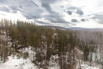 Fototapeta na wymiar Birch forest in early spring. Early spring forest. Early spring forest. the first warm days