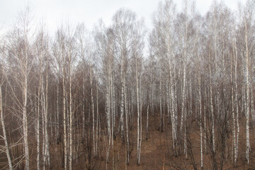 Birch forest in early spring. Early spring forest. Early spring forest. the first warm days