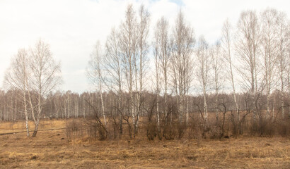 Obraz premium Birch forest in early spring. Early spring forest. Early spring forest. the first warm days