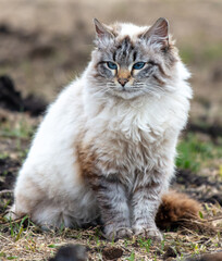 Siberian cat walking on the grass. Portrait of a cat