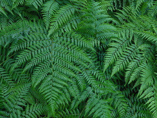 Fototapeta na wymiar Intertwined and layered fern leaf pattern