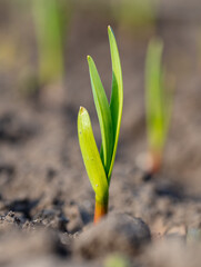 Shoots of garlic on the field in early spring. Close-up