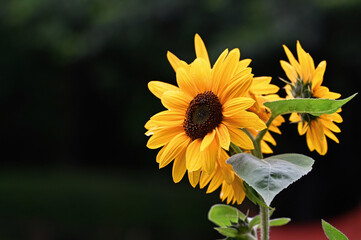 梅雨時のひまわり