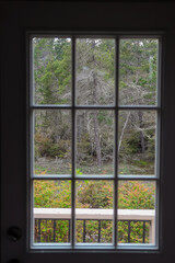 Fototapeta na wymiar view through a window in the forest