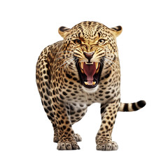Fototapeta na wymiar Leopard isolated
