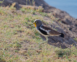 Close-up of the White-crowned lapwing (Vanellus albiceps) 