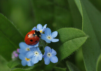 ladybug on a flower