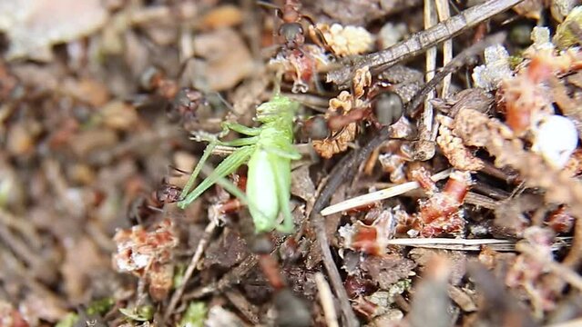 An ant drags a green grasshopper into an anthill. Many insects have caught prey.