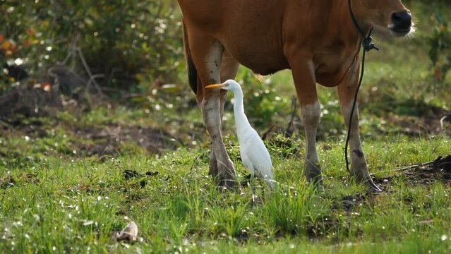 Cattle Egret (Bubulcus ibis) walking on grass, Tarakan, Indonesia