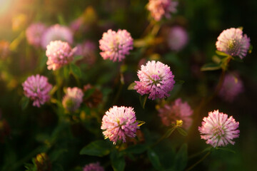 Red clover flower Trifolium pratense close-up, in a meadow of clover and wild herbs, in natural soft sunset sunlight.