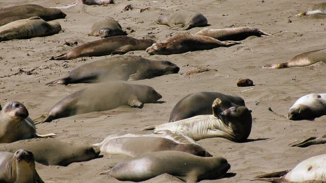 Seal moving in middle of resting mammals on a beach in USA - Slow motion shot