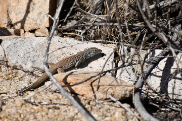Whiptail lizard in desert