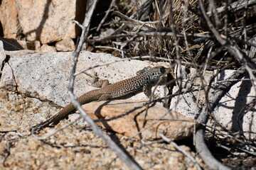 Whiptail lizard in desert