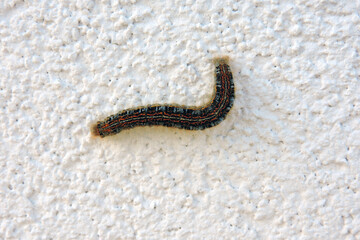 A colorful ground Lackey (Malacosoma castrensis) caterpillar, white background