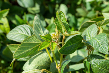 Young soybean plants with flowers on soybean cultivated field