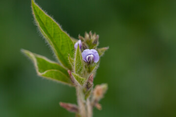 Young soybean plants with flowers on soybean cultivated field