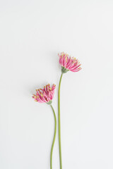 Elegant pink gerber flowers on white background. Aesthetic floral simplicity composition. Close up...