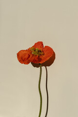 Red poppy flower with aesthetic sunlight shadows on pastel beige background. Minimal stylish still...
