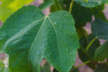 雨粒と新緑の葉
