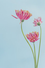 Delicate pink gerber flowers bouquet on blue background. Aesthetic close up view floral composition