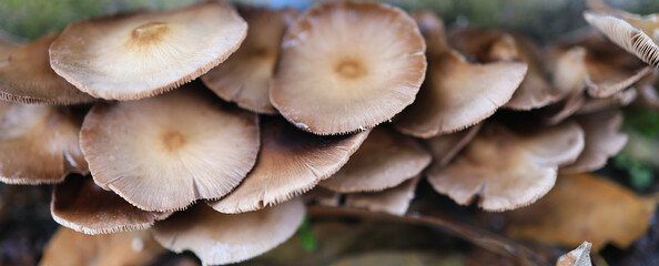 mushroom banner of brown mushroom is growing up in nature. Bio science education concept.