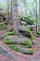 A tree growing on some granite rocks covered with green moss, a tree trunk, tall trees in the forest in the Polish part of The Karkonosze Mountains