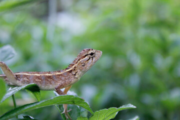 The lizard on the grass