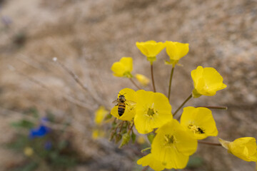 A honeybee landing in blossoms of Chylismia brevipes (Mojave suncup) in the Mojave Desert of California during a superbloom.