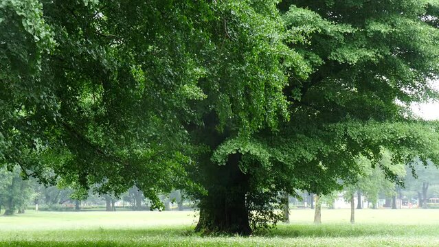 雨の日の公園の大木