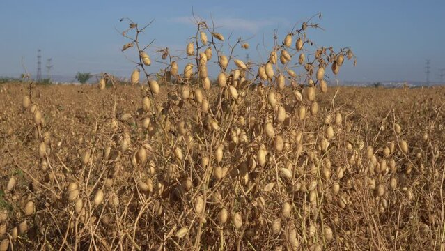 A field of chickpeas, the superfood, for harvest