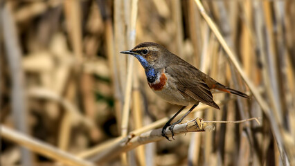 Bluethroat bird on a branch