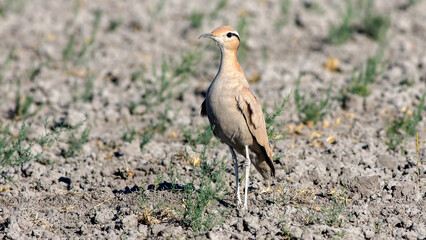 Cream-colored Courser bird in nature