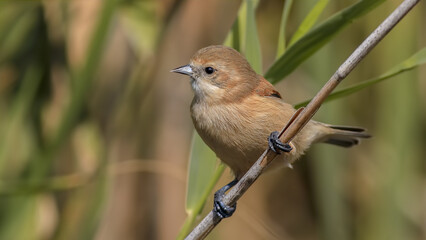Eurasian Penduline Tit on a branch